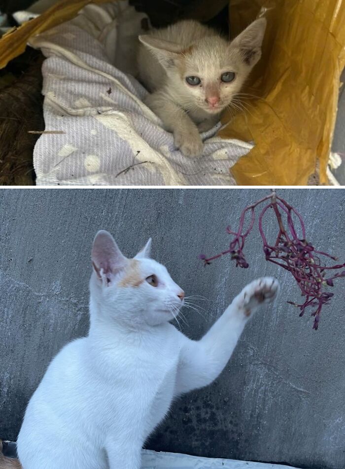 73 Rescue Cat Transformations That Might Heal Your Soul 73 Rescue Cat Transformations That Might Heal Your Soul