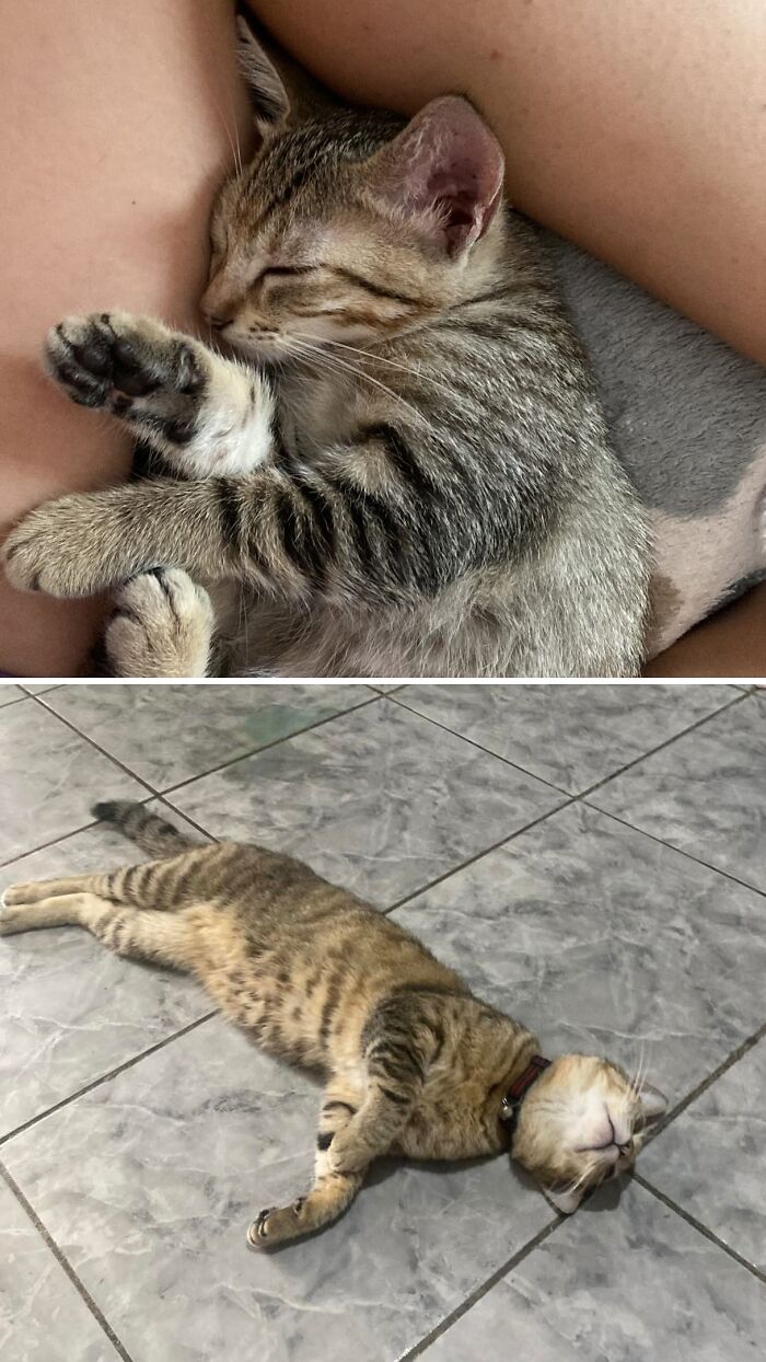 73 Rescue Cat Transformations That Might Heal Your Soul 73 Rescue Cat Transformations That Might Heal Your Soul