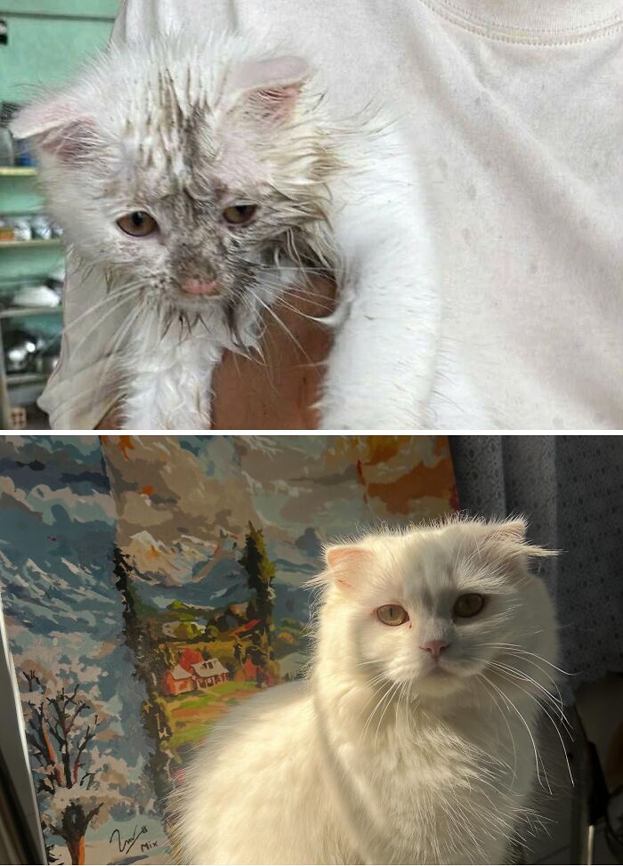 73 Rescue Cat Transformations That Might Heal Your Soul 73 Rescue Cat Transformations That Might Heal Your Soul