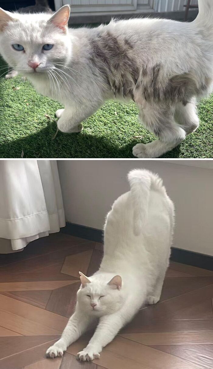 73 Rescue Cat Transformations That Might Heal Your Soul 73 Rescue Cat Transformations That Might Heal Your Soul