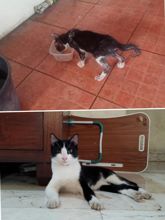 73 Rescue Cat Transformations That Might Heal Your Soul 73 Rescue Cat Transformations That Might Heal Your Soul