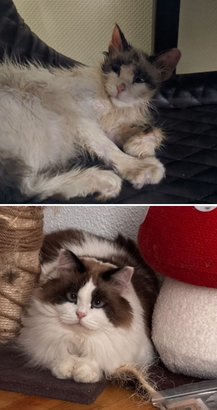 73 Rescue Cat Transformations That Might Heal Your Soul 73 Rescue Cat Transformations That Might Heal Your Soul