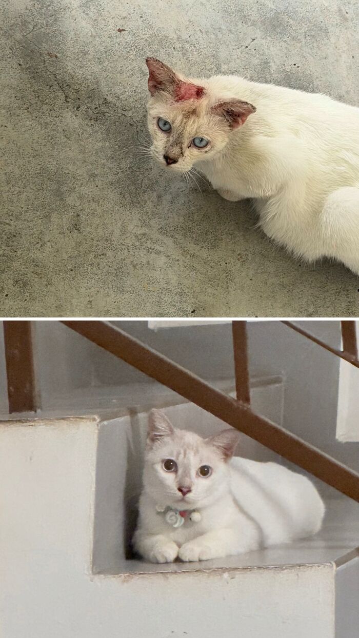 73 Rescue Cat Transformations That Might Heal Your Soul 73 Rescue Cat Transformations That Might Heal Your Soul
