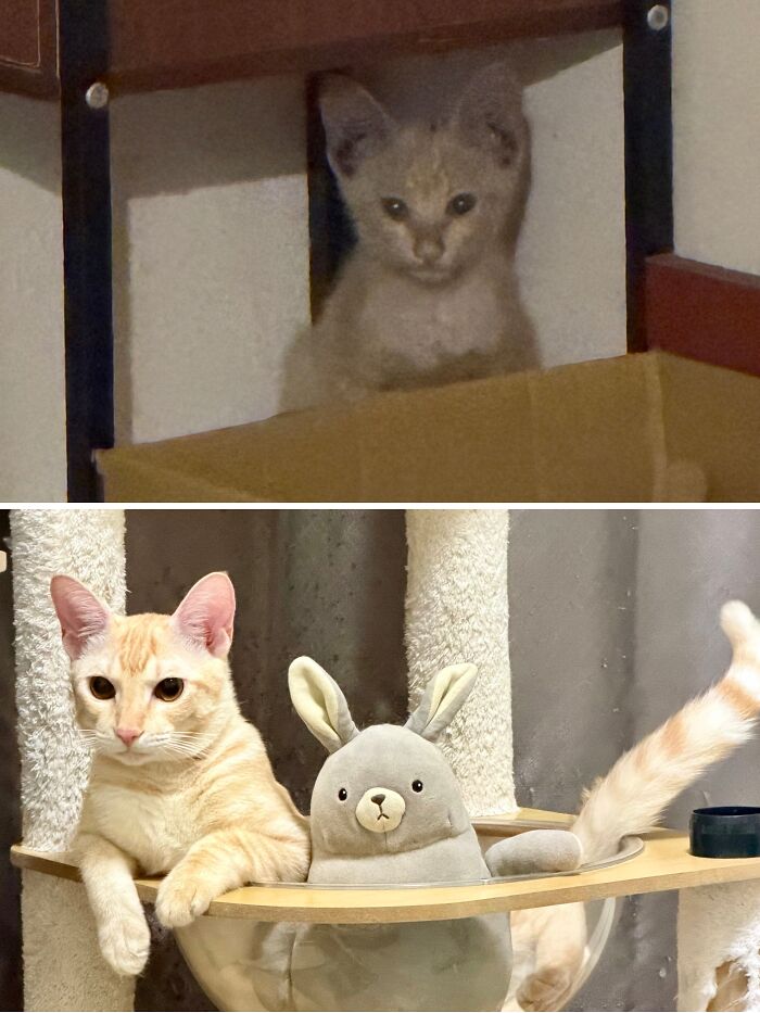 73 Rescue Cat Transformations That Might Heal Your Soul 73 Rescue Cat Transformations That Might Heal Your Soul