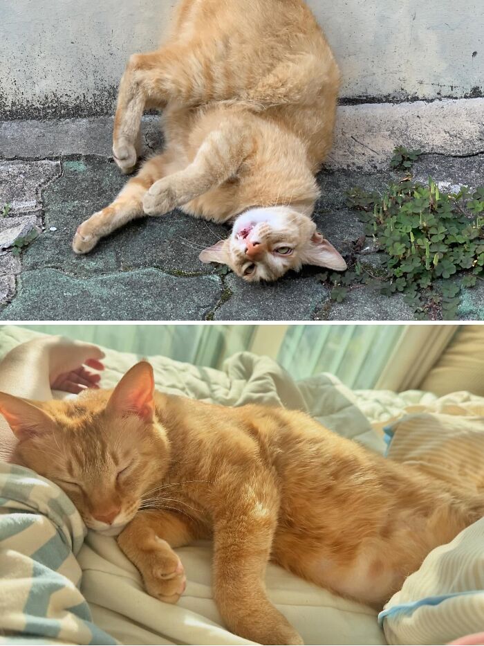 73 Rescue Cat Transformations That Might Heal Your Soul 73 Rescue Cat Transformations That Might Heal Your Soul