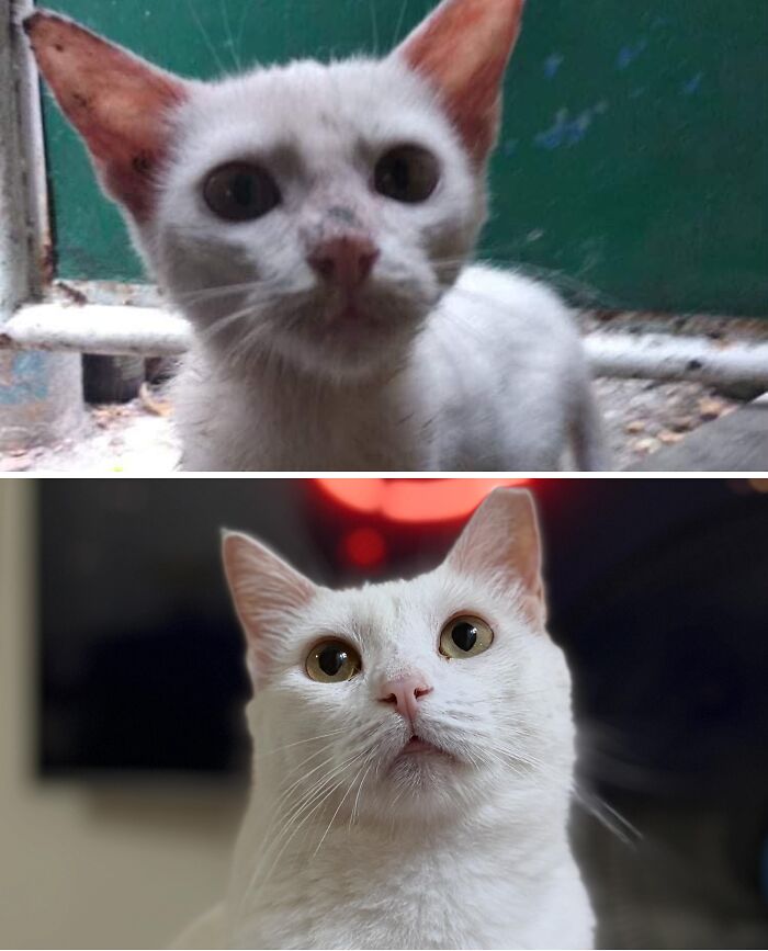 73 Rescue Cat Transformations That Might Heal Your Soul 73 Rescue Cat Transformations That Might Heal Your Soul