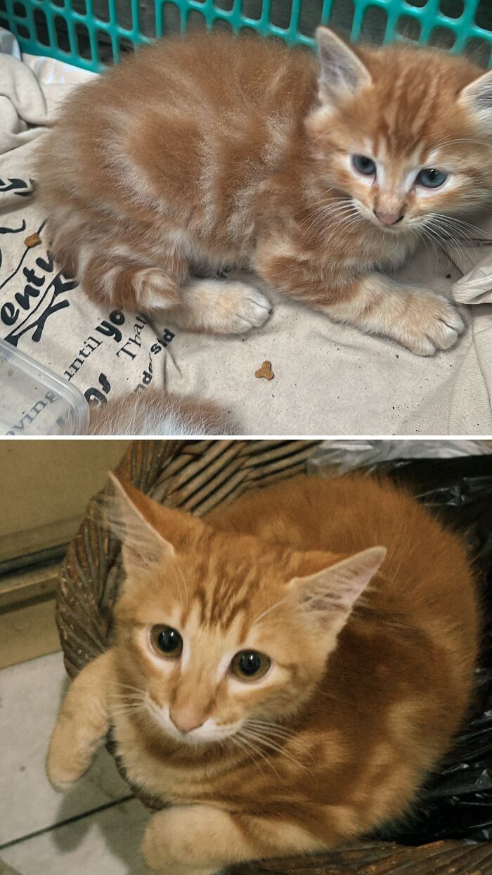 73 Rescue Cat Transformations That Might Heal Your Soul 73 Rescue Cat Transformations That Might Heal Your Soul