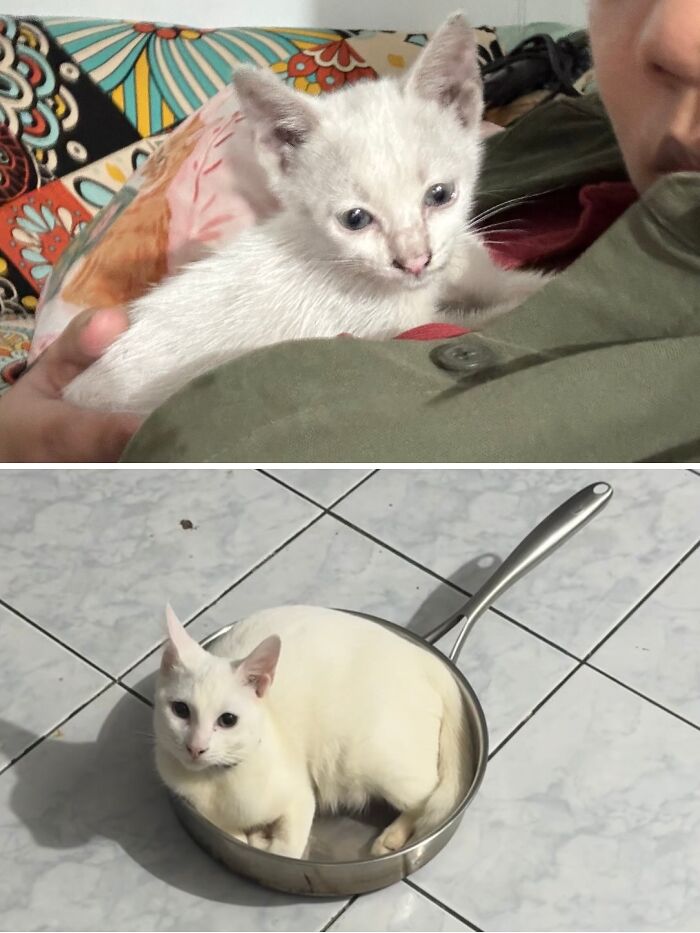 73 Rescue Cat Transformations That Might Heal Your Soul 73 Rescue Cat Transformations That Might Heal Your Soul