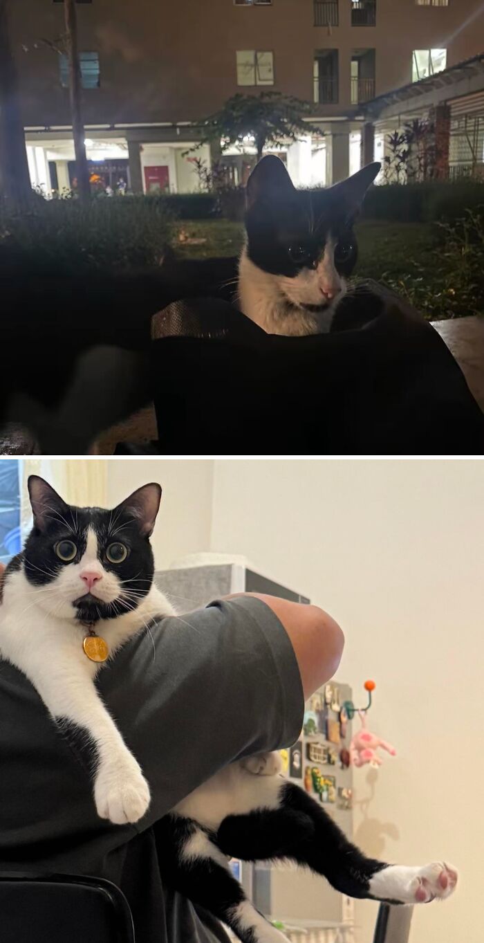 73 Rescue Cat Transformations That Might Heal Your Soul 73 Rescue Cat Transformations That Might Heal Your Soul