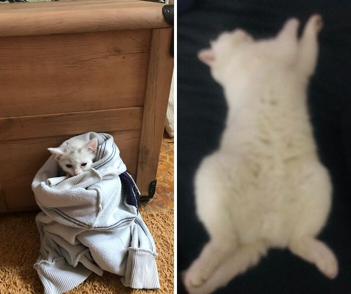73 Rescue Cat Transformations That Might Heal Your Soul 73 Rescue Cat Transformations That Might Heal Your Soul