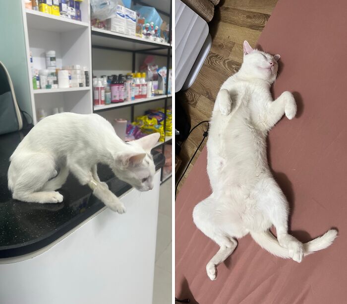 73 Rescue Cat Transformations That Might Heal Your Soul 73 Rescue Cat Transformations That Might Heal Your Soul