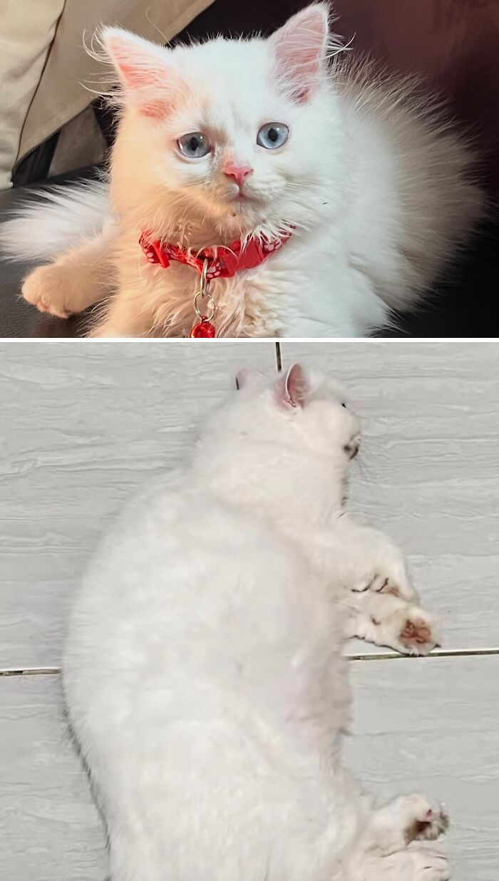73 Rescue Cat Transformations That Might Heal Your Soul 73 Rescue Cat Transformations That Might Heal Your Soul