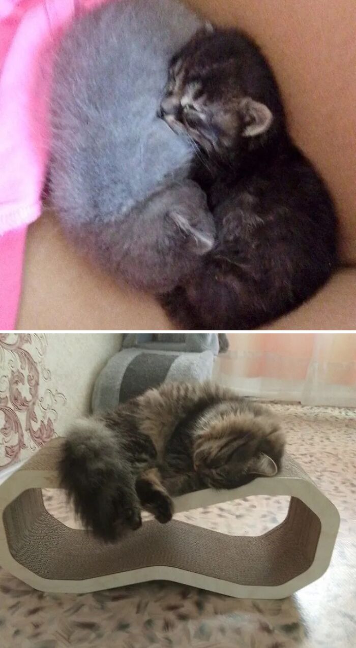 73 Rescue Cat Transformations That Might Heal Your Soul 73 Rescue Cat Transformations That Might Heal Your Soul