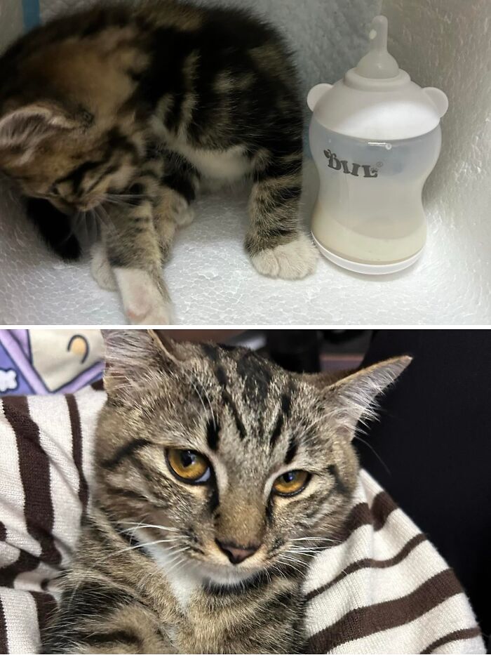 73 Rescue Cat Transformations That Might Heal Your Soul 73 Rescue Cat Transformations That Might Heal Your Soul