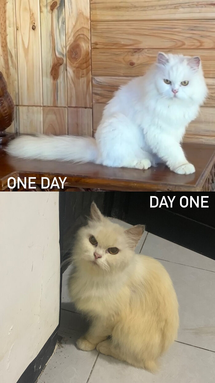 73 Rescue Cat Transformations That Might Heal Your Soul 73 Rescue Cat Transformations That Might Heal Your Soul
