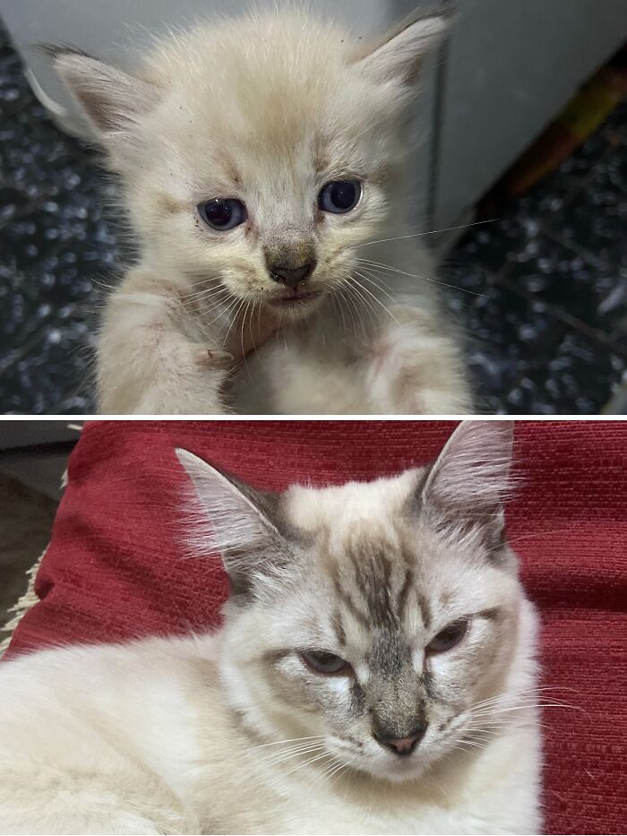 73 Rescue Cat Transformations That Might Heal Your Soul 73 Rescue Cat Transformations That Might Heal Your Soul