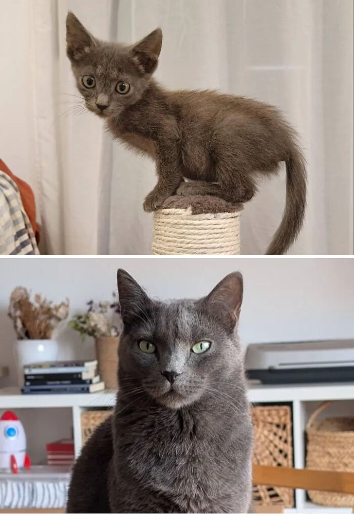 73 Rescue Cat Transformations That Might Heal Your Soul 73 Rescue Cat Transformations That Might Heal Your Soul