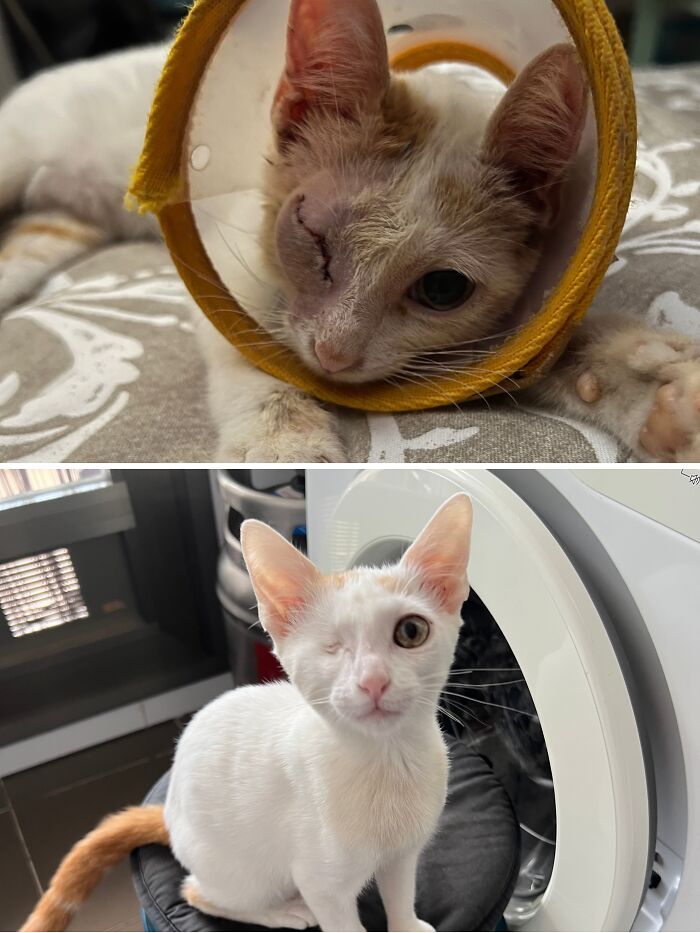 73 Rescue Cat Transformations That Might Heal Your Soul 73 Rescue Cat Transformations That Might Heal Your Soul