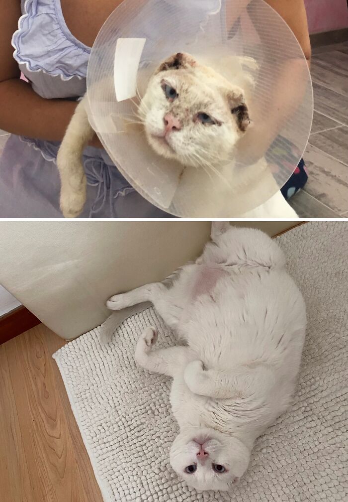 73 Rescue Cat Transformations That Might Heal Your Soul 73 Rescue Cat Transformations That Might Heal Your Soul