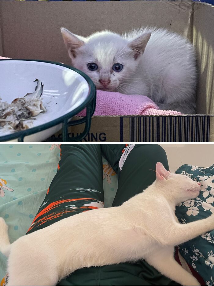 73 Rescue Cat Transformations That Might Heal Your Soul 73 Rescue Cat Transformations That Might Heal Your Soul