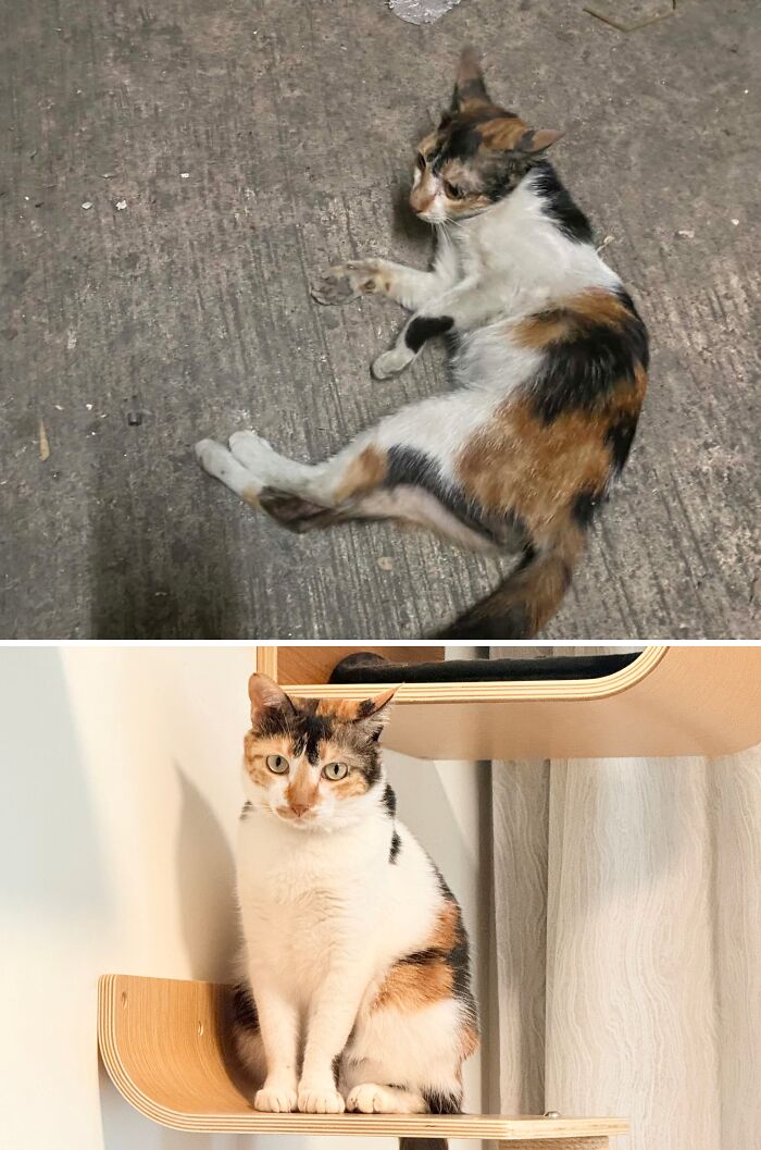 73 Rescue Cat Transformations That Might Heal Your Soul 73 Rescue Cat Transformations That Might Heal Your Soul