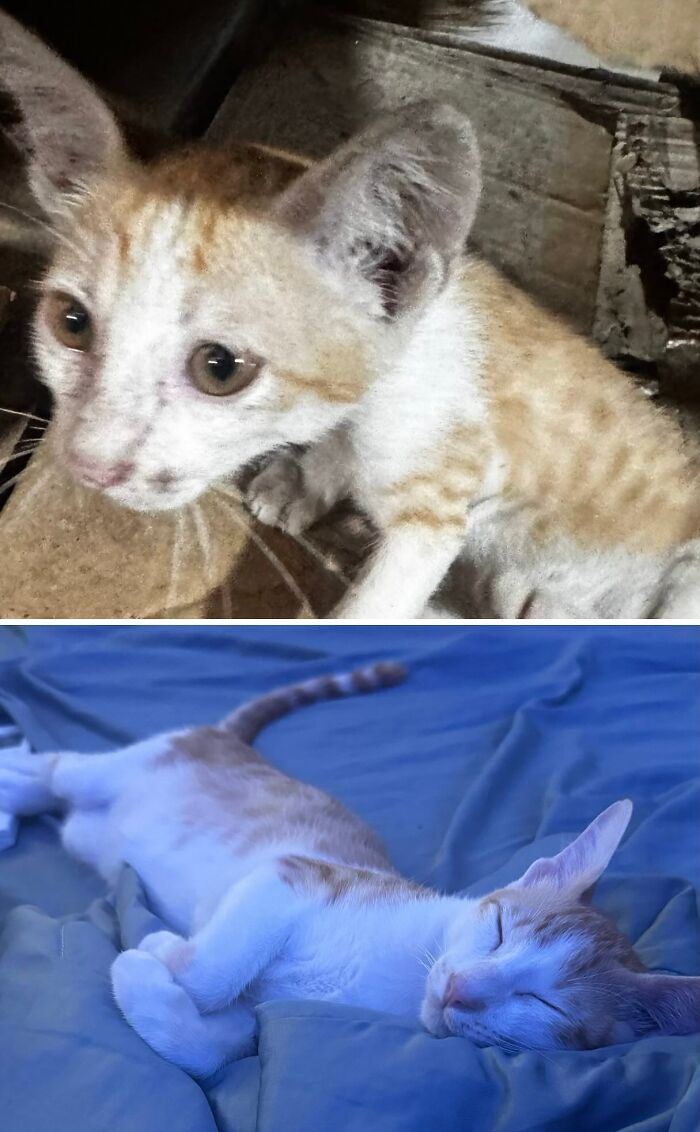 73 Rescue Cat Transformations That Might Heal Your Soul 73 Rescue Cat Transformations That Might Heal Your Soul