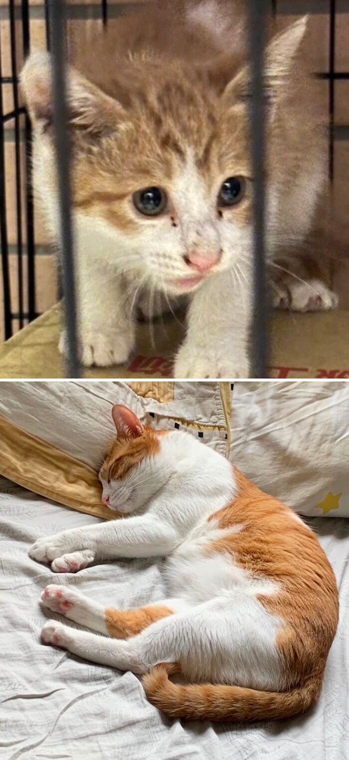 73 Rescue Cat Transformations That Might Heal Your Soul 73 Rescue Cat Transformations That Might Heal Your Soul