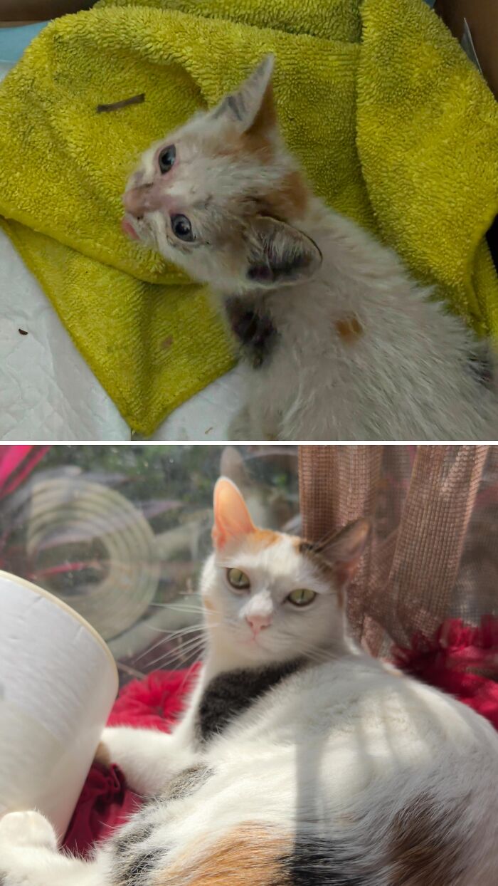 73 Rescue Cat Transformations That Might Heal Your Soul 73 Rescue Cat Transformations That Might Heal Your Soul