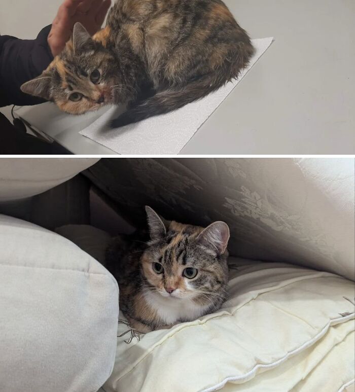 73 Rescue Cat Transformations That Might Heal Your Soul 73 Rescue Cat Transformations That Might Heal Your Soul