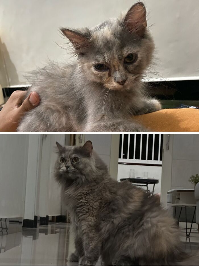 73 Rescue Cat Transformations That Might Heal Your Soul 73 Rescue Cat Transformations That Might Heal Your Soul
