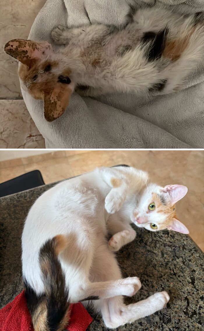 73 Rescue Cat Transformations That Might Heal Your Soul 73 Rescue Cat Transformations That Might Heal Your Soul
