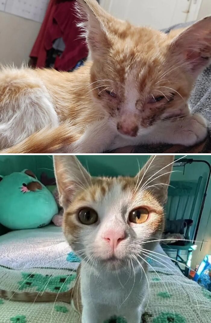 73 Rescue Cat Transformations That Might Heal Your Soul 73 Rescue Cat Transformations That Might Heal Your Soul