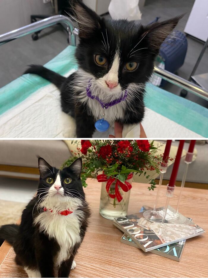 73 Rescue Cat Transformations That Might Heal Your Soul 73 Rescue Cat Transformations That Might Heal Your Soul