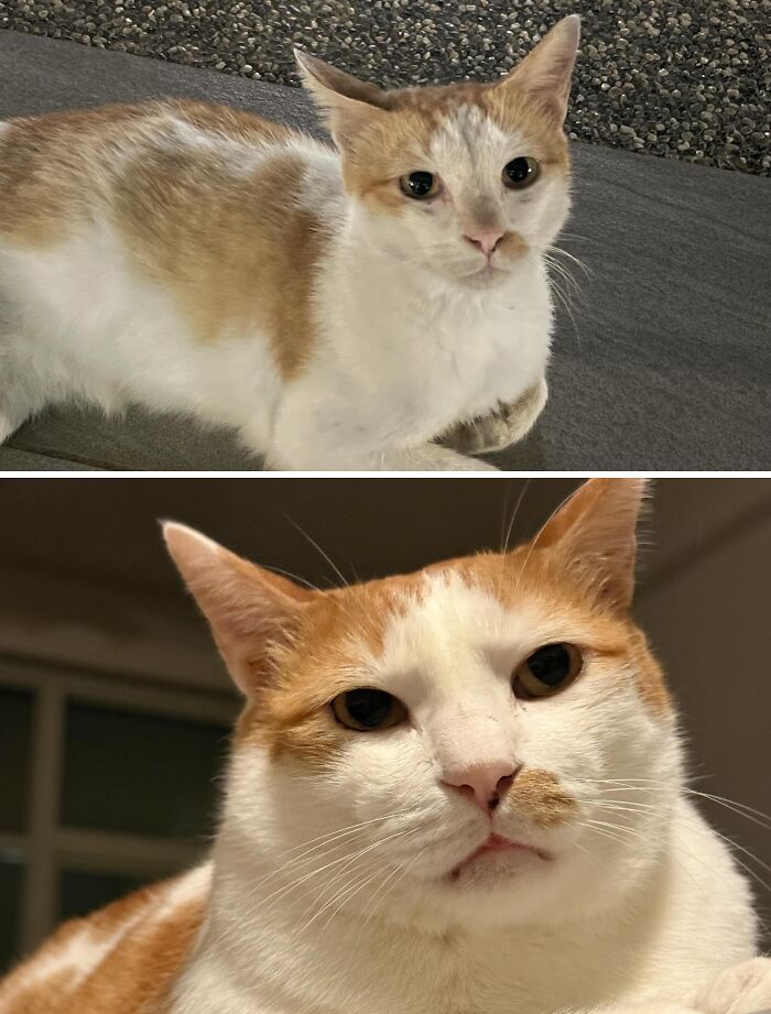 73 Rescue Cat Transformations That Might Heal Your Soul 73 Rescue Cat Transformations That Might Heal Your Soul