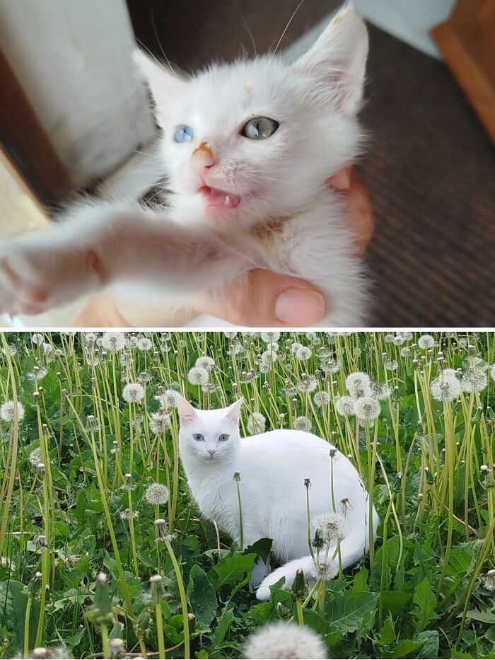 73 Rescue Cat Transformations That Might Heal Your Soul 73 Rescue Cat Transformations That Might Heal Your Soul