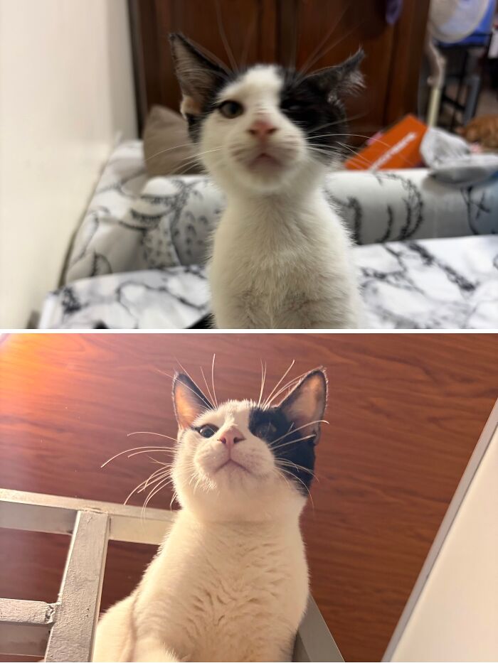73 Rescue Cat Transformations That Might Heal Your Soul 73 Rescue Cat Transformations That Might Heal Your Soul