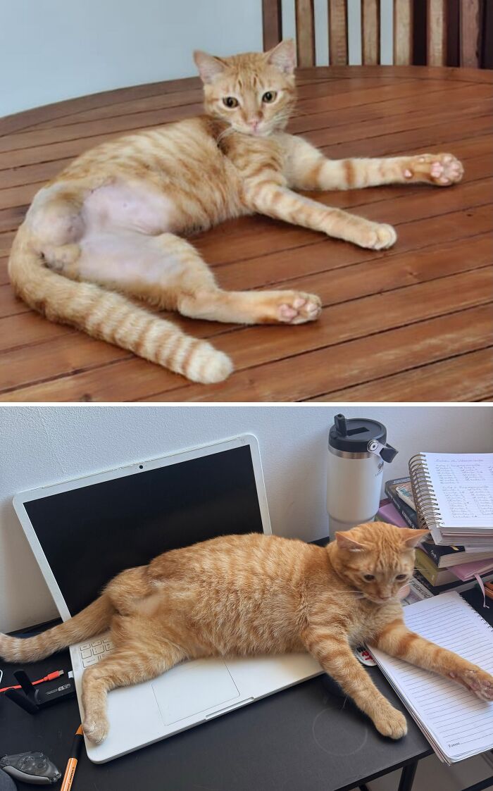 73 Rescue Cat Transformations That Might Heal Your Soul 73 Rescue Cat Transformations That Might Heal Your Soul