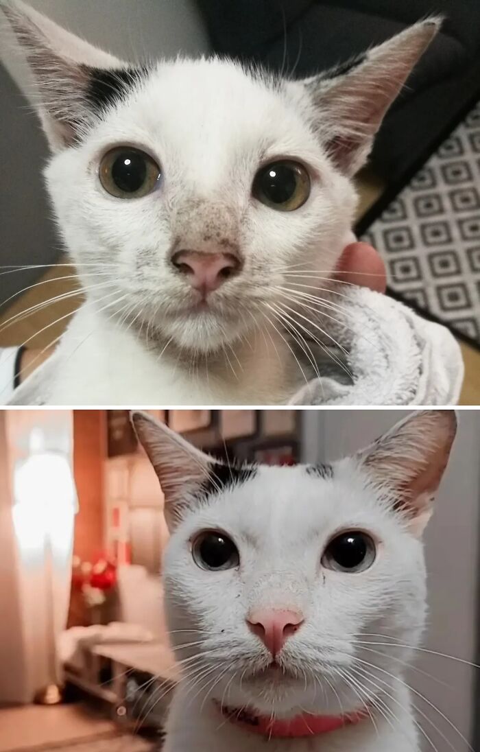 73 Rescue Cat Transformations That Might Heal Your Soul 73 Rescue Cat Transformations That Might Heal Your Soul