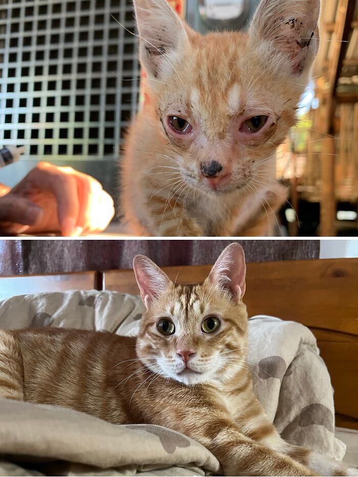 73 Rescue Cat Transformations That Might Heal Your Soul 73 Rescue Cat Transformations That Might Heal Your Soul
