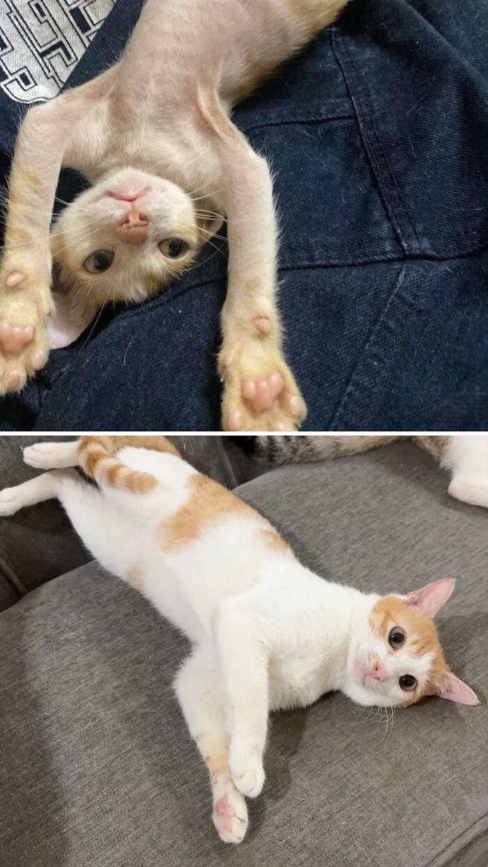 73 Rescue Cat Transformations That Might Heal Your Soul 73 Rescue Cat Transformations That Might Heal Your Soul