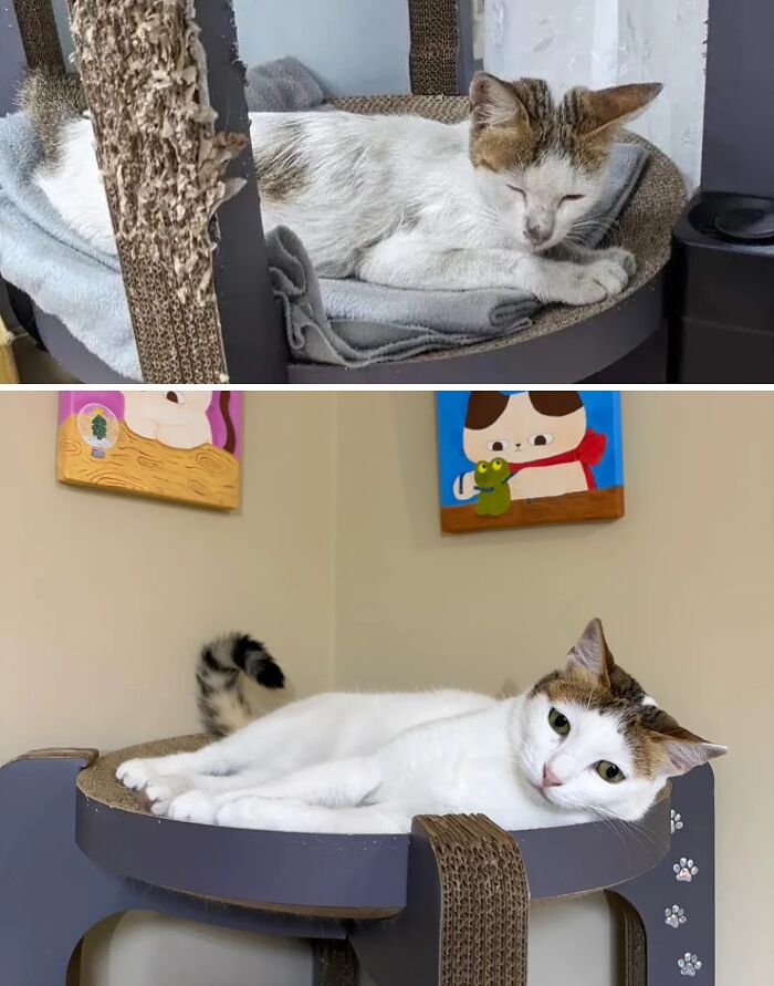 73 Rescue Cat Transformations That Might Heal Your Soul 73 Rescue Cat Transformations That Might Heal Your Soul