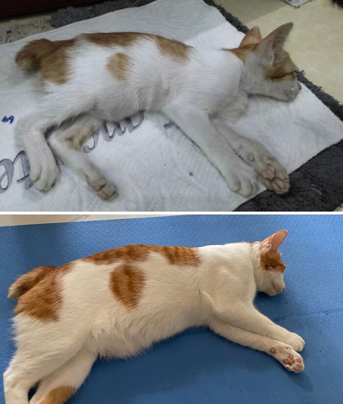 73 Rescue Cat Transformations That Might Heal Your Soul 73 Rescue Cat Transformations That Might Heal Your Soul