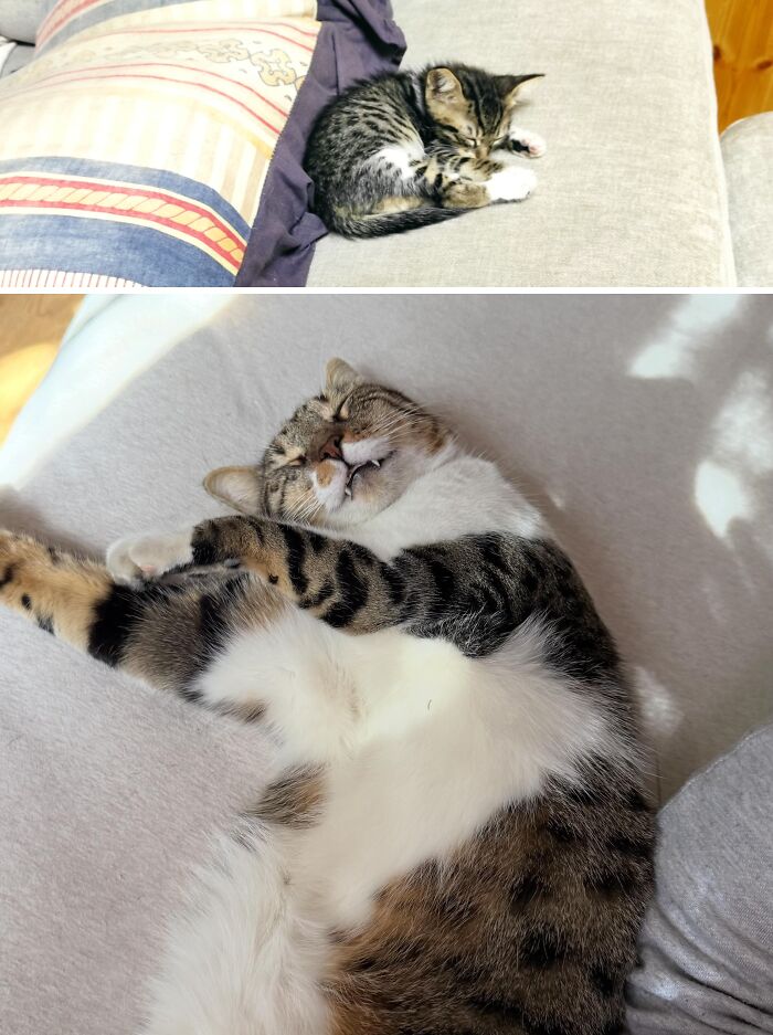 73 Rescue Cat Transformations That Might Heal Your Soul 73 Rescue Cat Transformations That Might Heal Your Soul