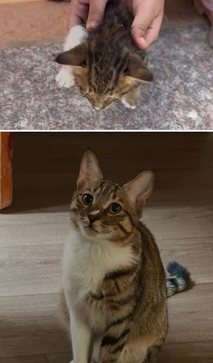 73 Rescue Cat Transformations That Might Heal Your Soul 73 Rescue Cat Transformations That Might Heal Your Soul