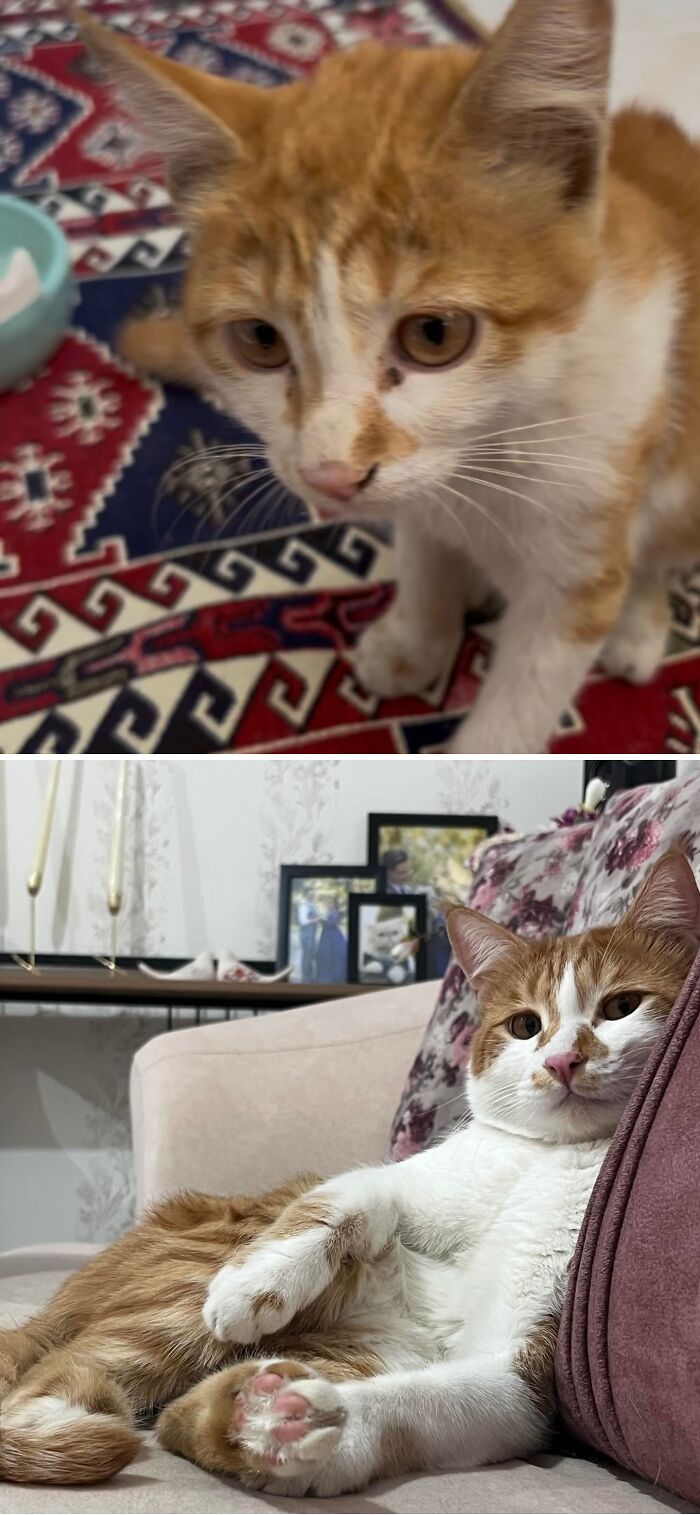 73 Rescue Cat Transformations That Might Heal Your Soul 73 Rescue Cat Transformations That Might Heal Your Soul