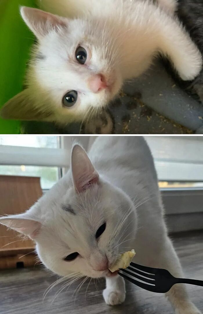 73 Rescue Cat Transformations That Might Heal Your Soul 73 Rescue Cat Transformations That Might Heal Your Soul