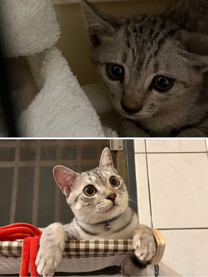 73 Rescue Cat Transformations That Might Heal Your Soul 73 Rescue Cat Transformations That Might Heal Your Soul
