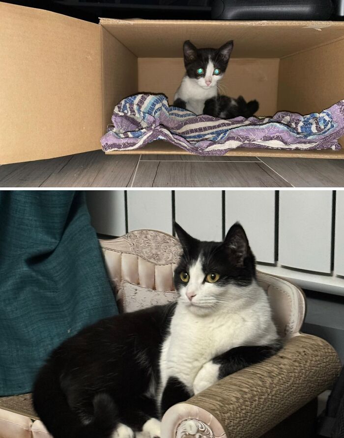 73 Rescue Cat Transformations That Might Heal Your Soul 73 Rescue Cat Transformations That Might Heal Your Soul