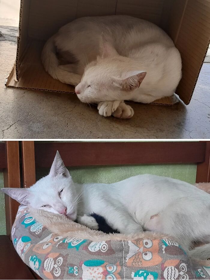 73 Rescue Cat Transformations That Might Heal Your Soul 73 Rescue Cat Transformations That Might Heal Your Soul