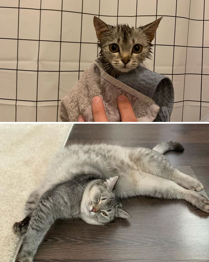 73 Rescue Cat Transformations That Might Heal Your Soul 73 Rescue Cat Transformations That Might Heal Your Soul